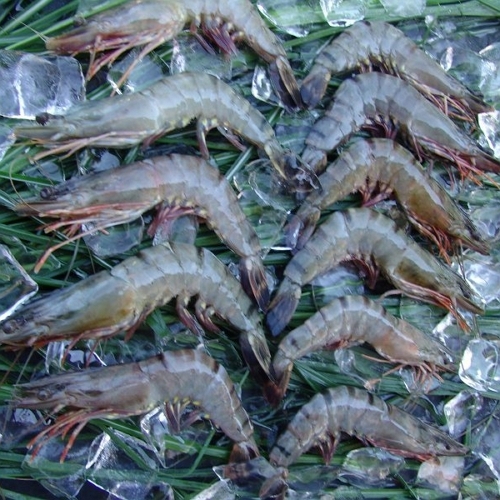 Gambas 21/30 HOSO 12x1kg