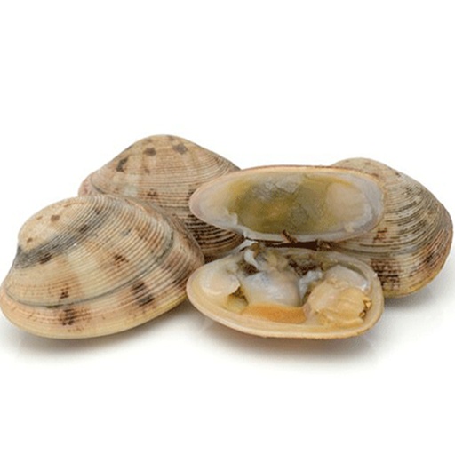 Spanische Miesmuscheln ganz 40/60 stk 10x1kg