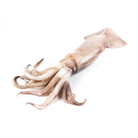 Tinten Fish Loligo US 12x1Kg