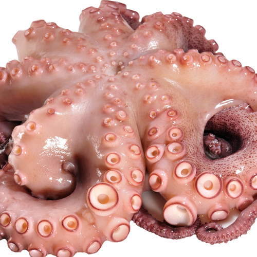Pulpo ganz 2000/3000 12Kg